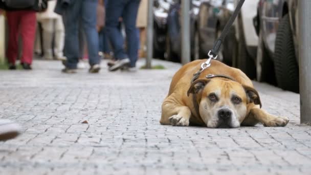 Πλήθος από αδιάφορους ανθρώπους στον δρόμο περνάνε λυπημένος, δεμένα πιστό σκυλί — Αρχείο Βίντεο