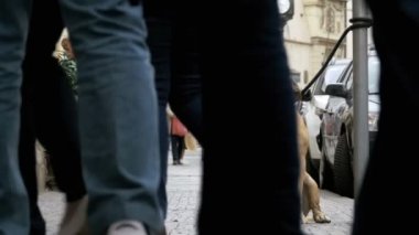 Kaldırımda ve sahibi bekleyen zavallı köpek. Kalabalık kayıtsız insanlar geçip bacaklar