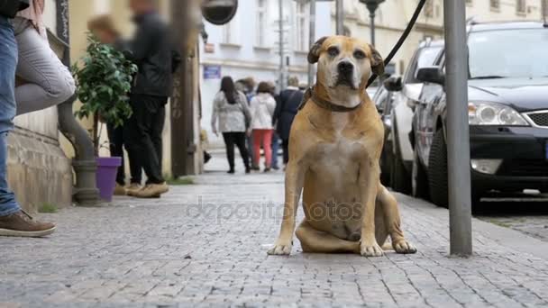 Πλήθος από αδιάφορους ανθρώπους στον δρόμο περνάνε λυπημένος, δεμένα πιστό σκυλί. Αργή κίνηση — Αρχείο Βίντεο