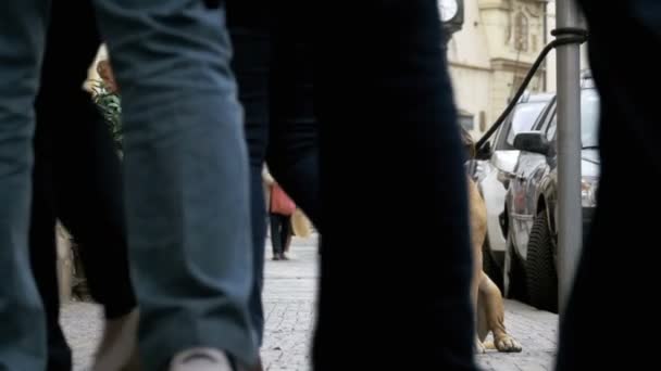 歩道に横たわって、所有者を待っている悲惨な忠実な犬。群衆は無関心な人の足が通り過ぎる — ストック動画