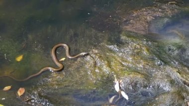 Çim nehre sürünen yılan. Ağır çekim