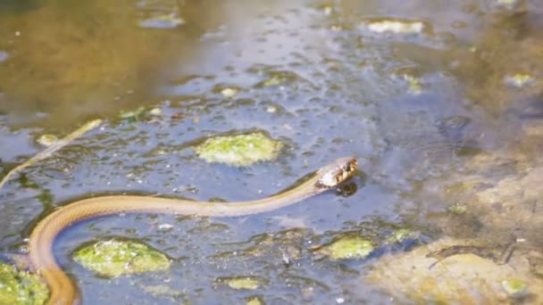 Serpent vermiculé rampant dans la rivière. Mouvement lent 