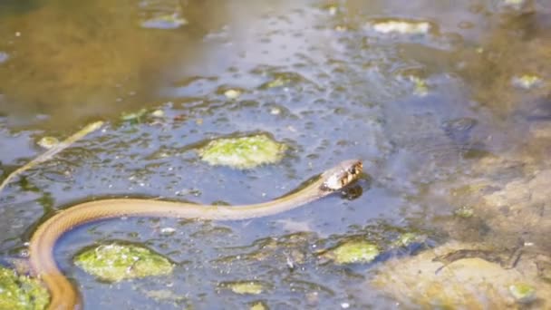 Serpiente de hierba arrastrándose en el río. Moción lenta — Vídeos de Stock