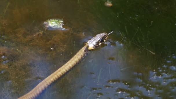 Grass Snake Crawling in the River — Stock Video