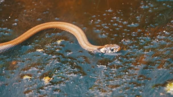 Serpiente de hierba arrastrándose en el río. Moción lenta — Vídeos de Stock