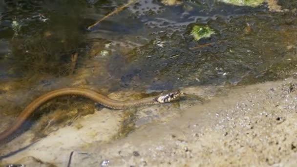 Erba serpente strisciare nel fiume. Rallentatore — Video Stock