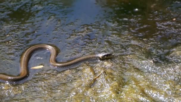 Serpiente de hierba arrastrándose en el río. Moción lenta — Vídeos de Stock