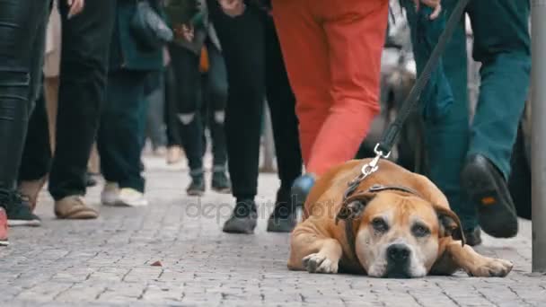 無関心の群衆は忠実な犬をつないだ悲しい、路上で人々 が通り過ぎる — ストック動画