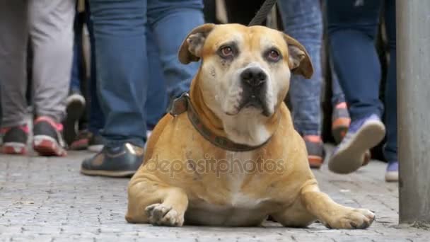 Fidèle chien misérable couché sur le trottoir et propriétaire en attente. Les jambes de la foule Des gens indifférents passent — Video