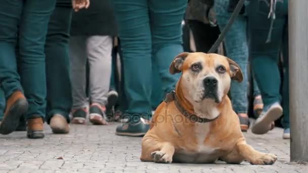 Multitud de personas indiferentes en la calle pasan por triste, atado perro fiel — Vídeos de Stock
