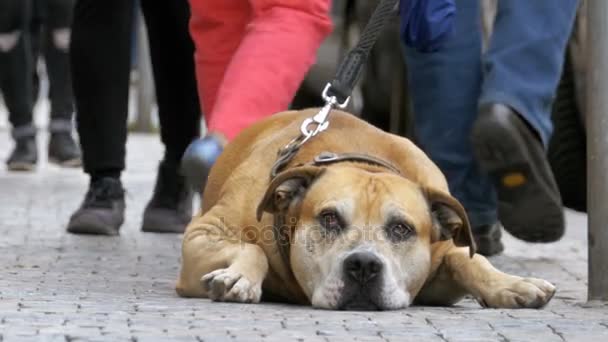 Πιστό σκυλί άθλια ξαπλωμένος στο πεζοδρόμιο και αναμονή ιδιοκτήτη. Τα πόδια του πλήθους αδιάφοροι άνθρωποι περνούν — Αρχείο Βίντεο
