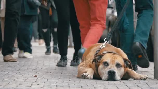 人群中的冷漠的人在街上走过悲伤, 捆绑忠实的狗 — 图库视频影像