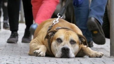 Kayıtsız kalabalık sokakta insanlar üzgün, geçip sadık köpek bağlı