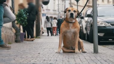 Kaldırımda ve sahibi bekleyen zavallı köpek. Kalabalık kayıtsız insanlar geçip bacaklar