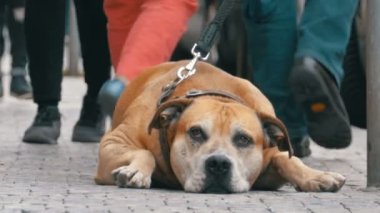 Kaldırımda ve sahibi bekleyen zavallı köpek. Kalabalık kayıtsız insanlar geçip bacaklar