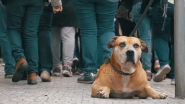 Kayıtsız kalabalık sokakta insanlar üzgün, geçip sadık köpek bağlı