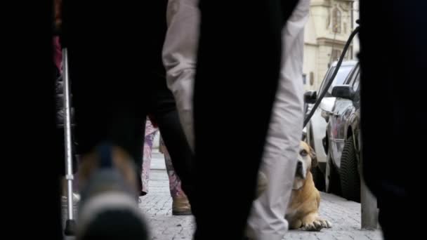 Kaldırımda ve sahibi bekleyen zavallı köpek. Kalabalık kayıtsız insanlar geçip bacaklar — Stok video