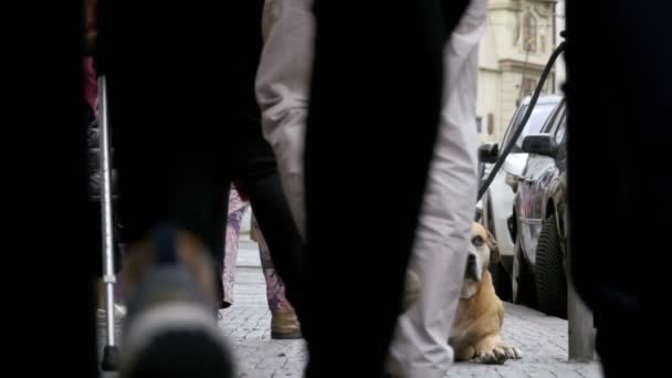 Wierny pies nieszczęśliwy leżącego na chodniku i oczekiwania właściciela. Nogi tłum ludzi obojętnie mijają — Wideo stockowe