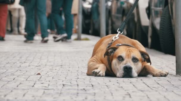 Treuer elender Hund, der auf dem Bürgersteig liegt und wartet. die Beine gleichgültiger Menschen gehen vorüber — Stockvideo