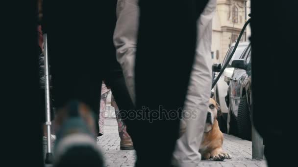 Menigte van onverschillig volk voort naar de straat langs verdrietig, trouwe hond gebonden. Slow Motion — Stockvideo