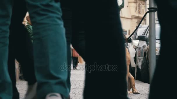 Skaran av likgiltiga människor på gatan förbi sorgligt, bundna trogna hund. Slow Motion — Stockvideo