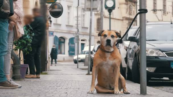 Menigte van onverschillig volk voort naar de straat langs verdrietig, trouwe hond gebonden. Slow Motion — Stockvideo