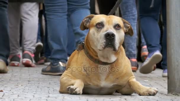 Wierny pies nieszczęśliwy leżącego na chodniku i oczekiwania właściciela. Nogi tłum ludzi obojętnie mijają — Wideo stockowe
