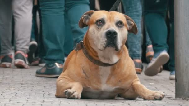 Multidão de pessoas indiferentes na passagem de rua por triste, amarrado fiel cão — Vídeo de Stock