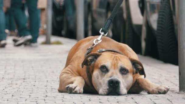 Fiel perro miserable acostado en la acera y el propietario de espera. Pasan las piernas de la multitud de gente indiferente — Vídeo de stock