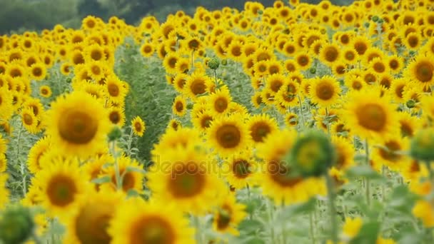 Sonnenblumen auf dem Feld wiegen sich im Wind. Zeitlupe — Stockvideo