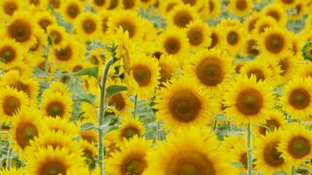 Girasoles en el campo balanceándose en el viento — Vídeo de stock