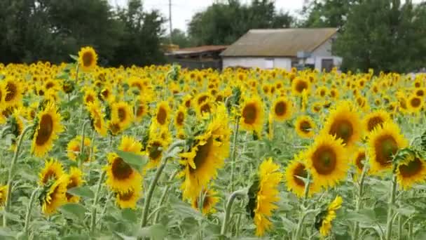 Zonnebloemen in het veld zwaaien in de wind — Stockvideo