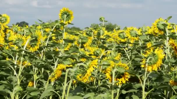 Girasoles en el campo balanceándose en el viento — Vídeos de Stock