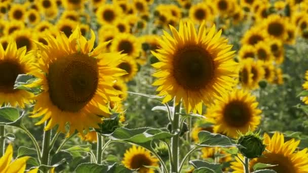 Tournesols dans le champ Balancer dans le vent