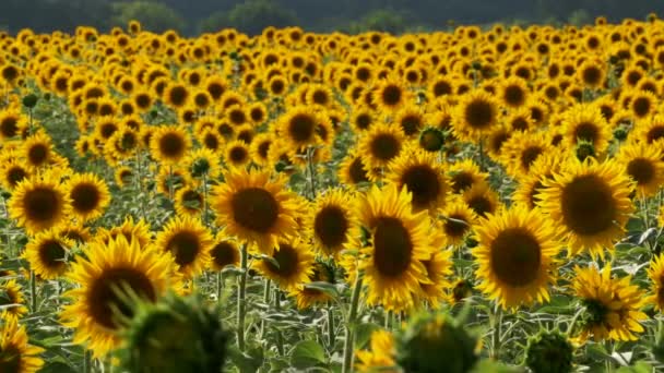 Tournesols dans le champ Balancer dans le vent