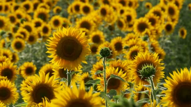 Tournesols dans le champ Balancer dans le vent