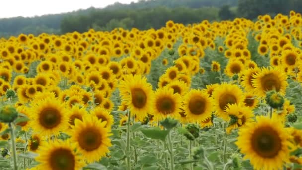 Sunflowers in the Field Swaying in the Wind. Slow Motion — Stock Video
