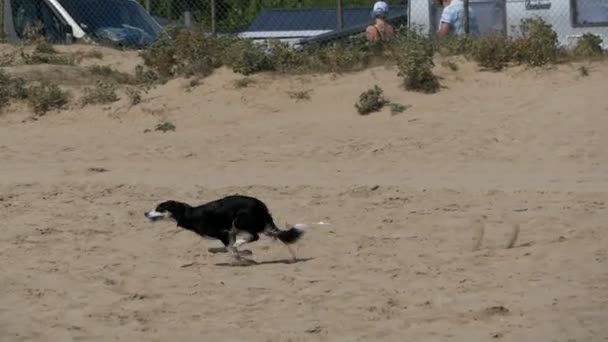 Ο σκύλος τρέχει γρήγορα κατά μήκος της αμμώδους παραλίας σε αργή κίνηση — Αρχείο Βίντεο