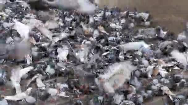 Un sacco di piccioni mangiano cibo per strada — Video Stock
