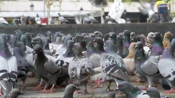 Enorme gregge di piccioni nel parco della città — Video Stock