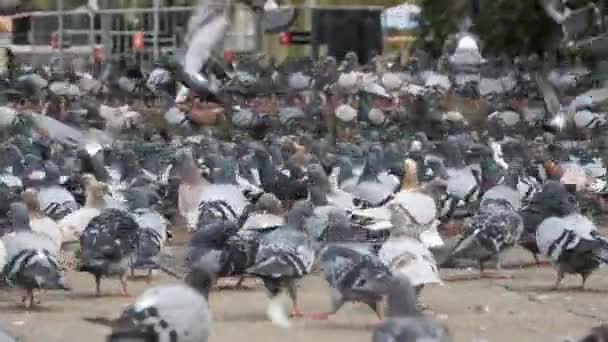 Stor Flock av duvor äta bröd utomhus i staden gatan — Stockvideo