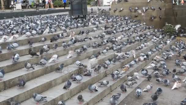 Flock duvor äta bröd utomhus i staden gatan — Stockvideo
