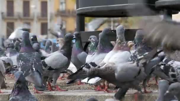 Huge Flock of Pigeons in the City Park — Stock Video