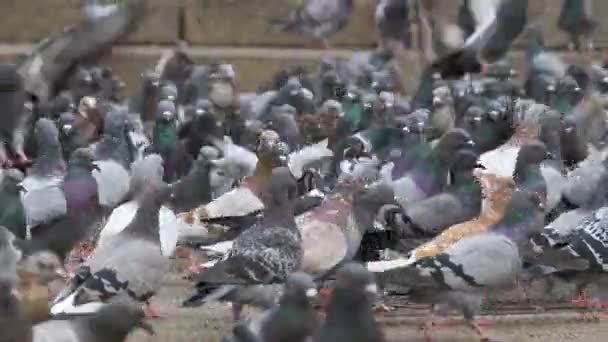 多くのハトが路上で食べ物を食べる — ストック動画