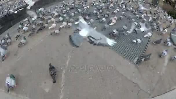 Stor Flock av duvor i staden gatan — Stockvideo