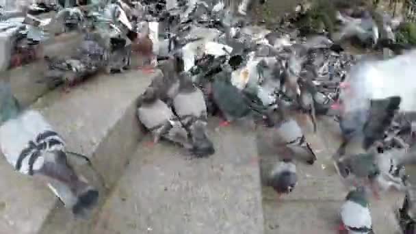 Enorme bandada de palomas comiendo pan al aire libre en la calle de la ciudad — Vídeos de Stock