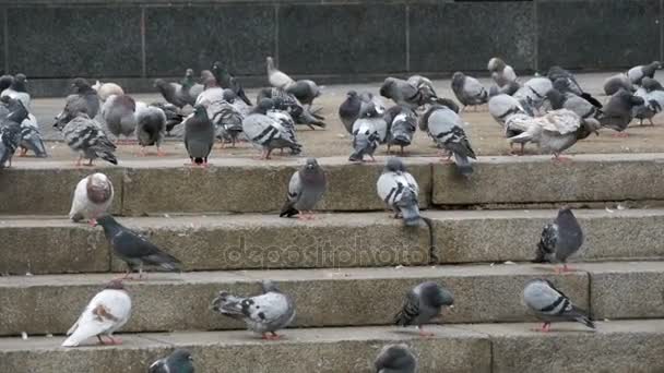 Багато голубів їдять їжу на вулиці. Повільний рух — стокове відео