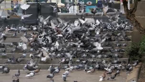많은 도시 거리에 단계에 비둘기의 슬로우 모션으로 음식을 먹으십시오 — 비디오