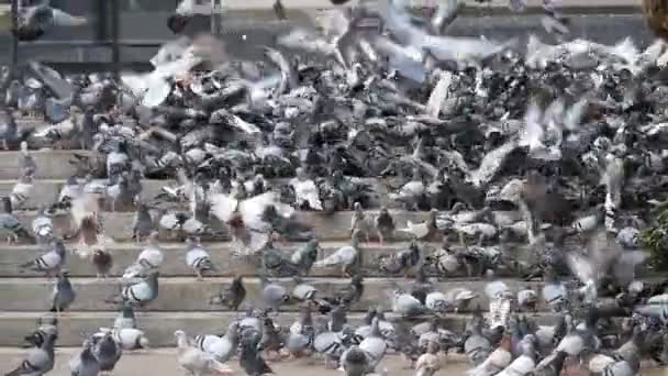 많은 도시 거리에 단계에 비둘기의 슬로우 모션으로 음식을 먹으십시오 — 비디오