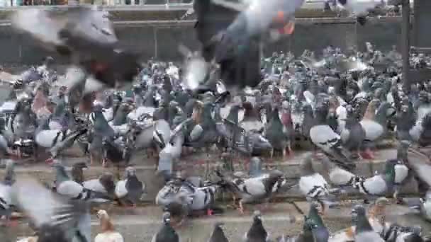 Зграя голубів їсть хліб на вулиці міста — стокове відео